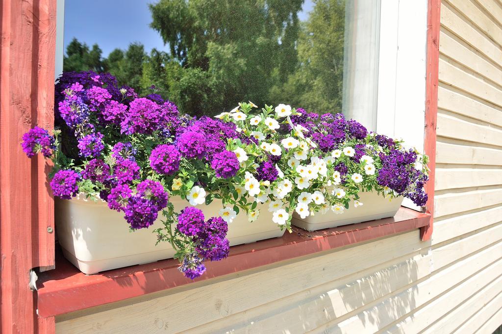 Lavandula بالانغا الغرفة الصورة